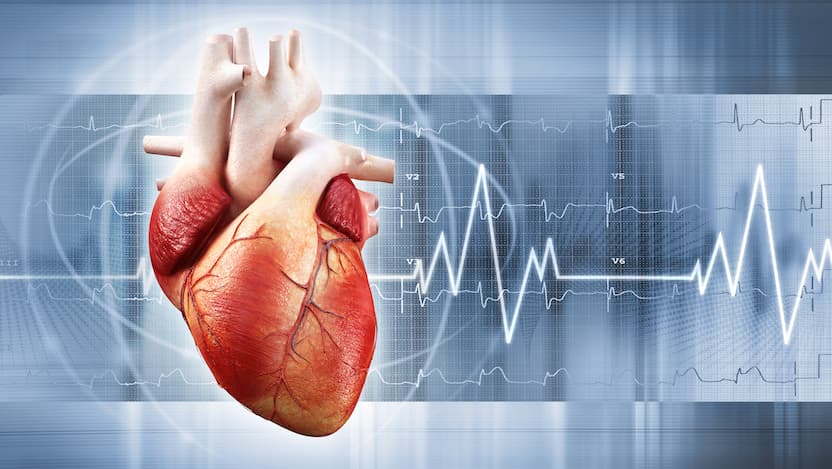 Illustration of human heart