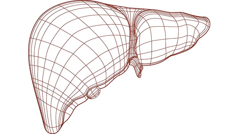 liver