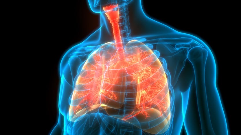 Illustration of human respiratory system