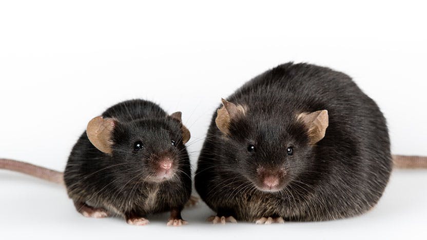 Genetic obese mouse, compared with normal control