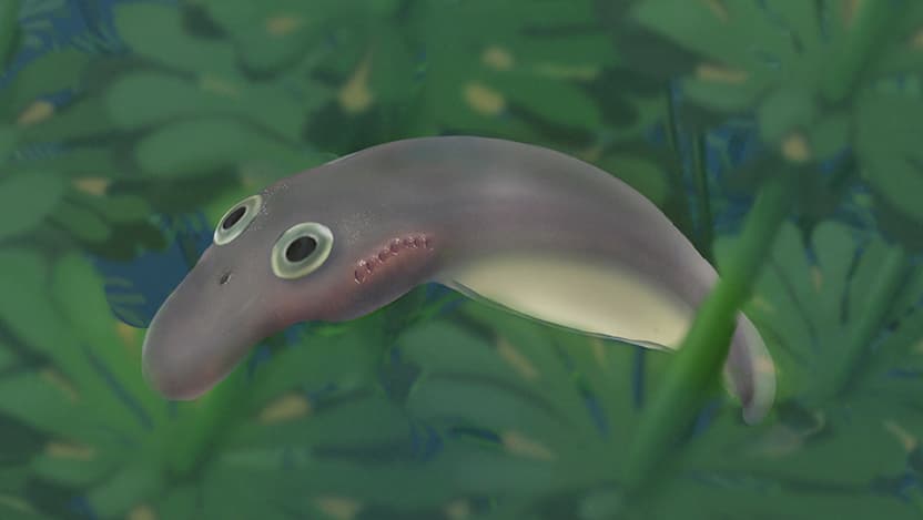 An artist's rendering of a yolk-sac-carrying hatchling of the stem lamprey Priscomyzon riniensis. Art by Kristen Tietjen.