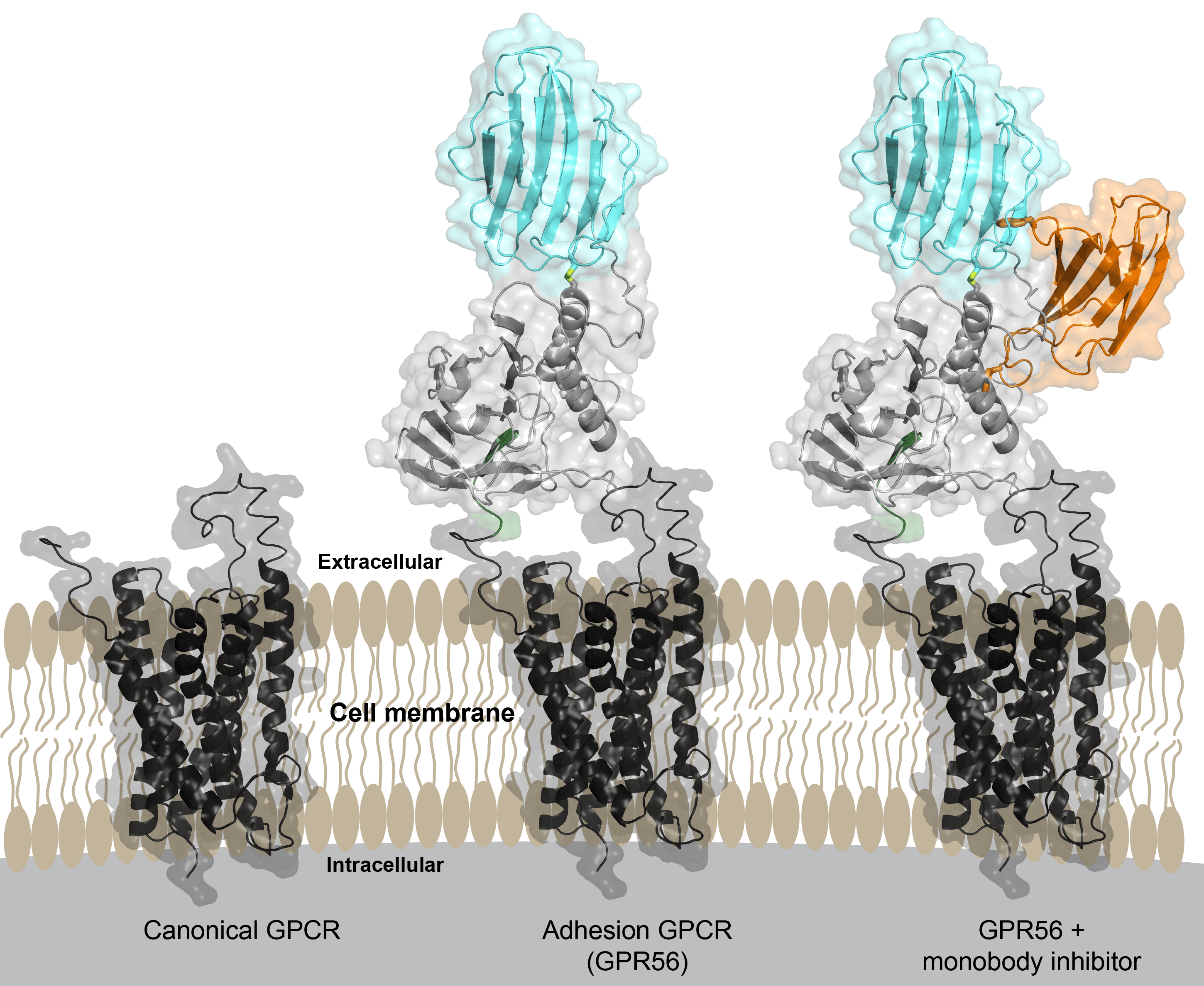 Protein Diagram