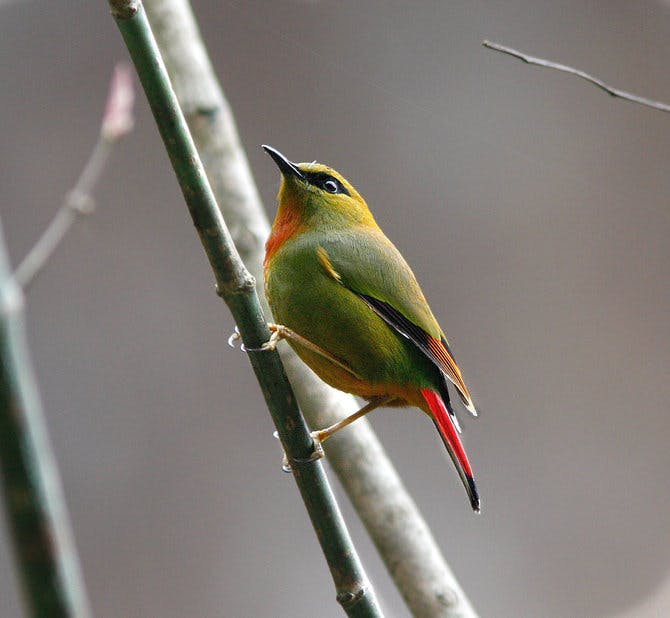 A fire-tailed Myzornis