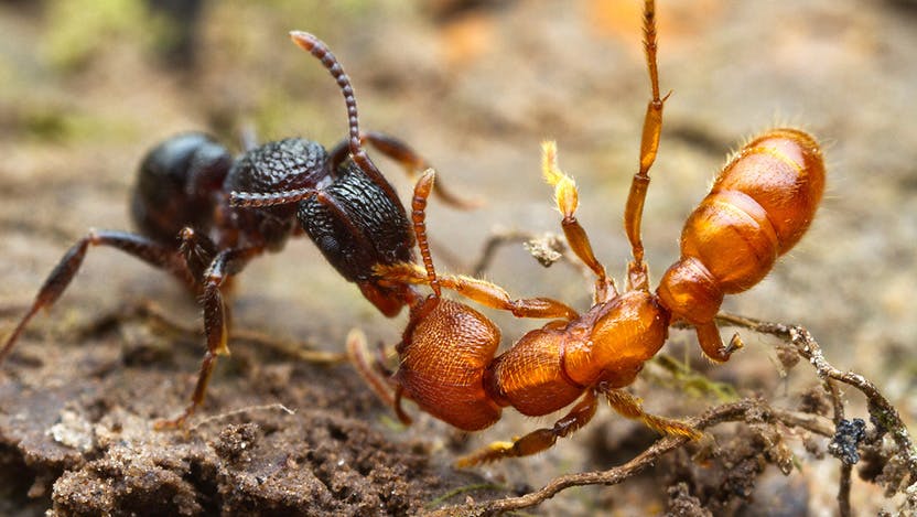 antsfighting universal
