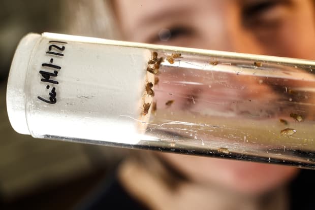 Vial with fruit flies