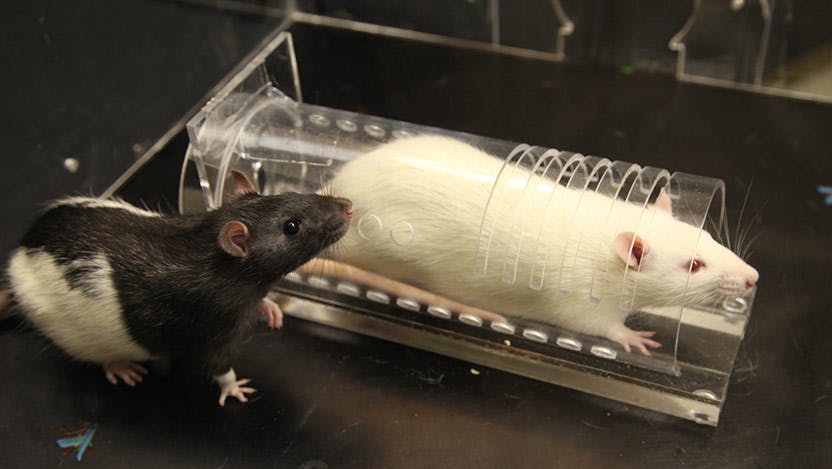 Rats used by Peggy Mason for empathy research