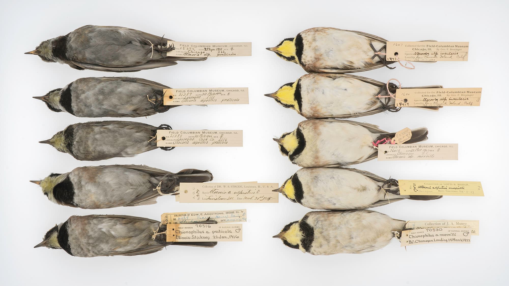 Horned larks
