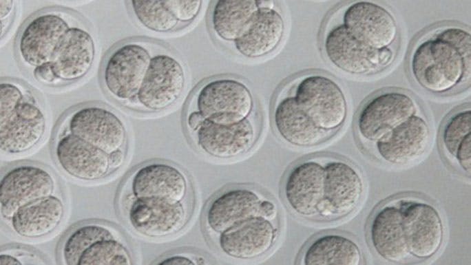 developing embryos