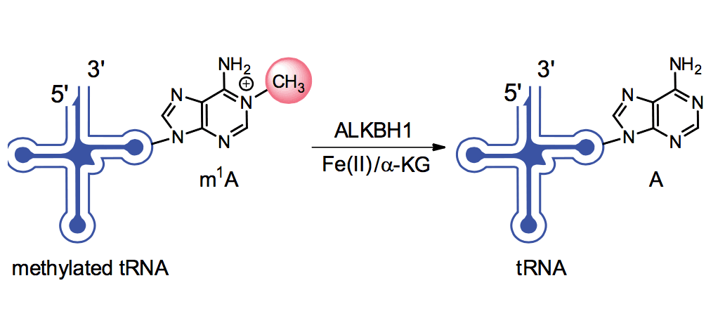 sciencelife enzyme