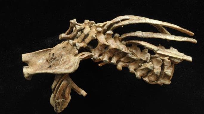 Selam vertebrae