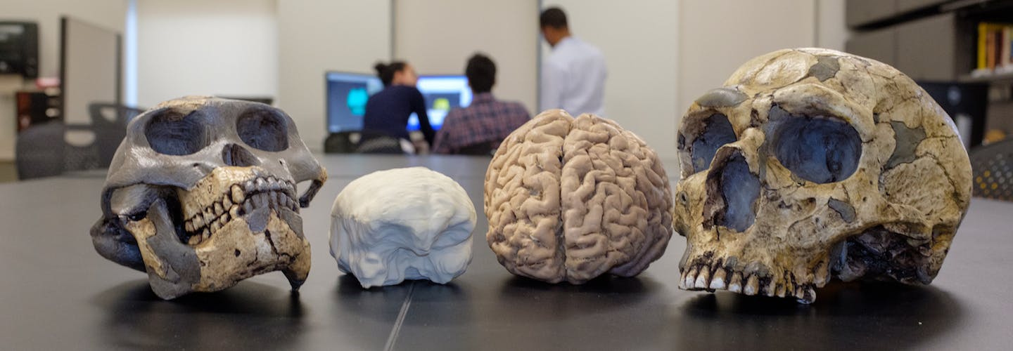 Brain size models