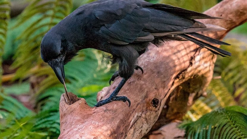Crow, image by Ken Bohn/San Diego Zoo Global