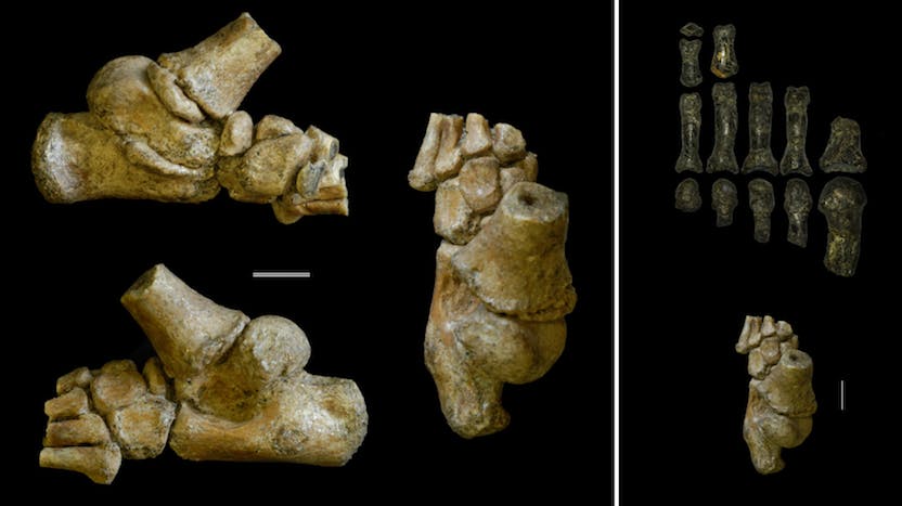 Dikika foot fossils
