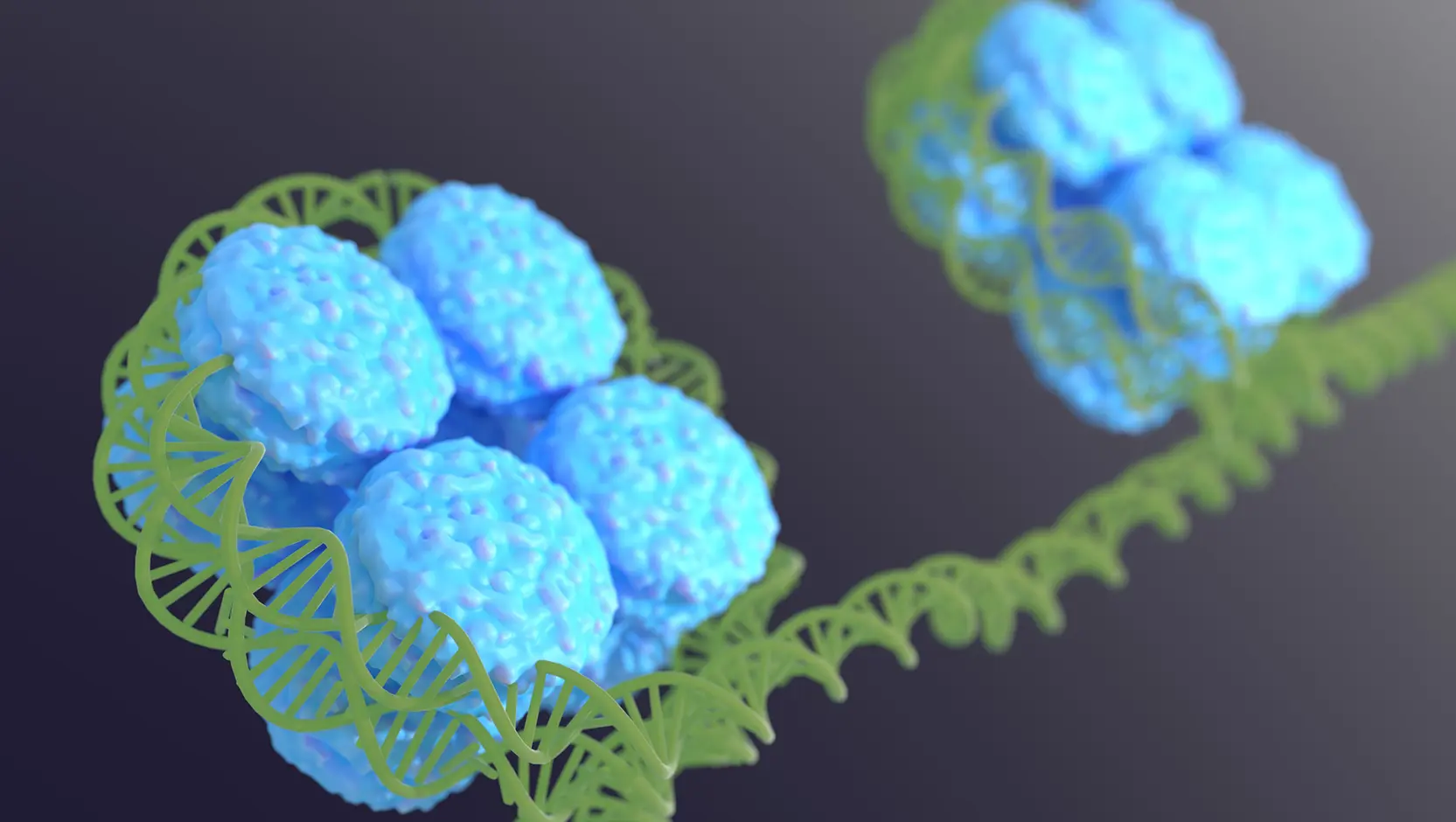 DNA in the nucleus