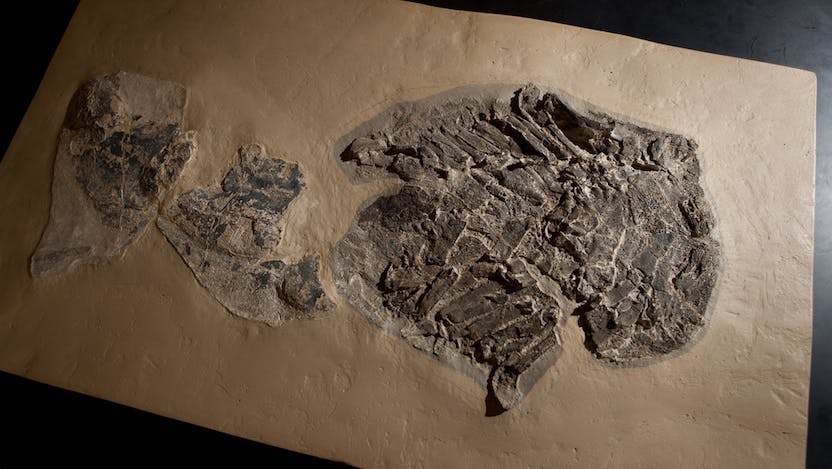 Gladbachus adentatus, a 385 million-year-old shark fossil studied by Michael Coates