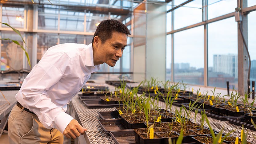 Chuan He, PhD, is the first director of the Pritzker Plant Biology Center at UChicago, housed in the greenhouse atop the Biological Sciences Learning Center