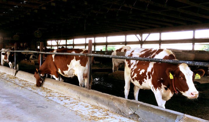 Cows in an Amish barn